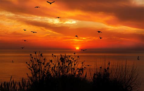 Discover 148 Sunset Flying Bird Wallpaper Latest Vn