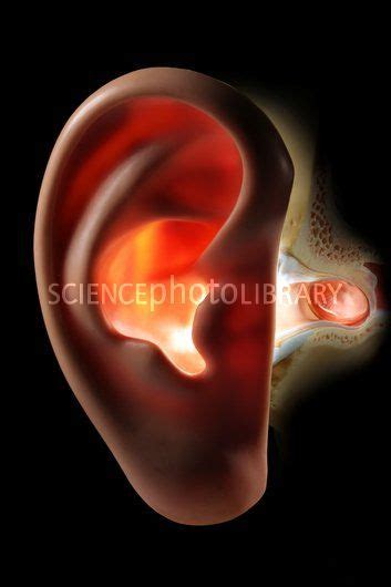 Ear Anatomy Computer Artwork Showing A Human Outer Ear Centre And