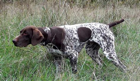 All Breeds Dogs English Pointer Dog