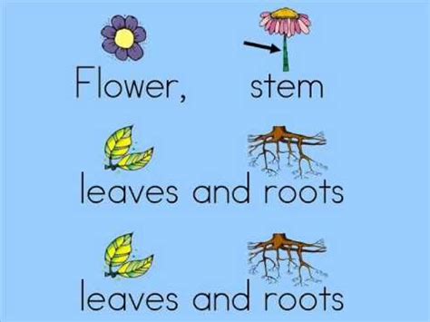 What functions do they have? Plant parts song by Dr. Jean (to the tune of head, shoulder, knees and toes) | Kindergarten ...