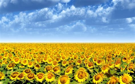 46 Field Of Sunflowers Wallpaper