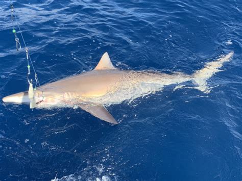 Shark Fishing In The Florida Keys Marathon Florida Fishing Charters