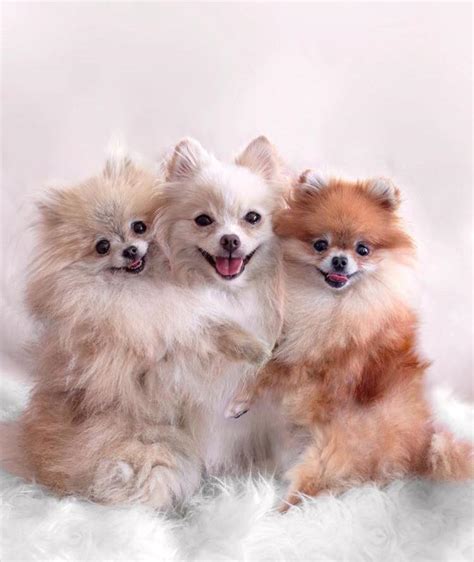 30 Facts About Pomeranians That You May Not Know Page 2 Of 7 Pupstoday