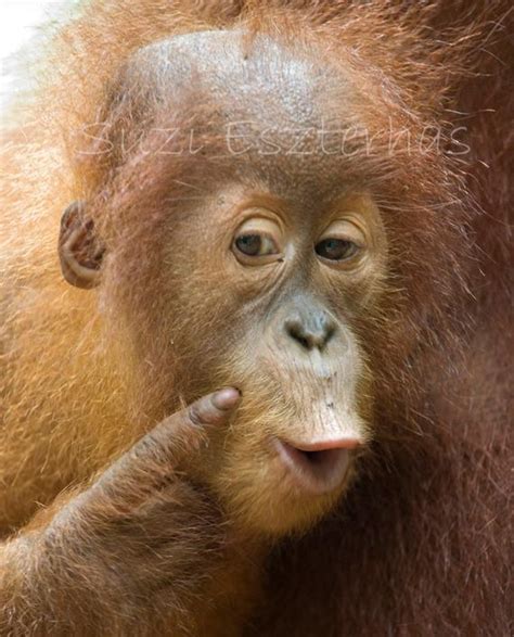 Funny Orangutan Baby Photo 8 X 10 Print Baby Animal Etsy