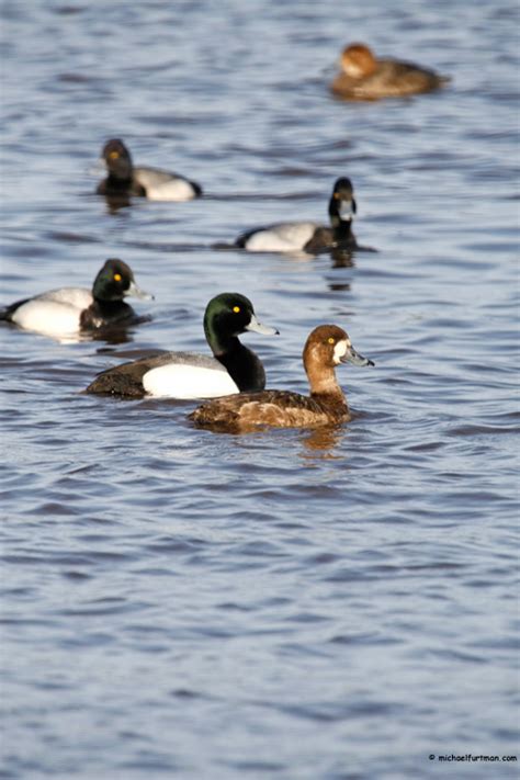 On this weeks how to shane kramer gives us some great identifying features to determine the difference of a lesser versus a greater scaup, also known as bluebills.for more waterfowling fo. G_Scaup Portraits. Groups