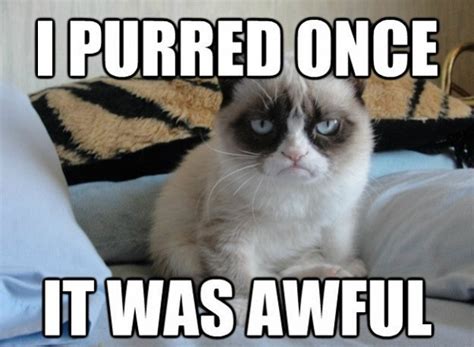 45 Best Funny Grumpy Cat Memes Of All Time Page 3 Of 5
