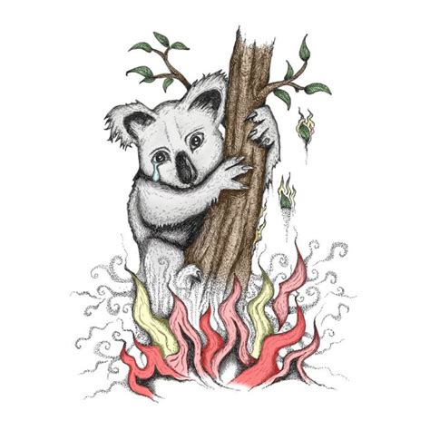 Koala Bear Tear Koala Bear Tear Drops Poem Australia Bushfires 2020