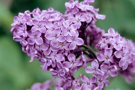 Lilac Wallpapers High Quality Download Free