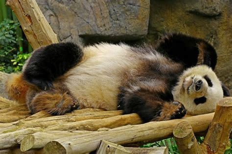 Sleeping Giant Panda Stock Image Image Of Endangered 132467093