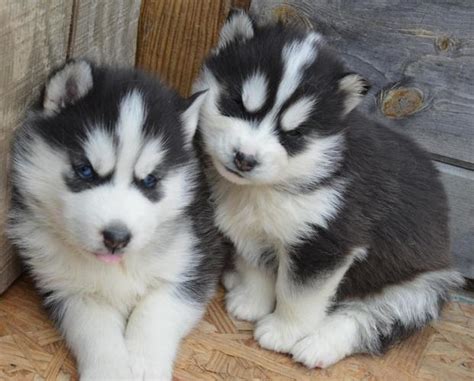 These siberian husky puppies located in florida come from different cities, including, tampa kyle/molly husky puppies for adoption male and female they are current on their shots and have a. Cute Siberian Husky puppies for sale for Sale in Miami, Florida Classified | AmericanListed.com