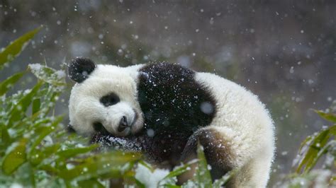 Types Of Pandas Adopt Baby Pandas