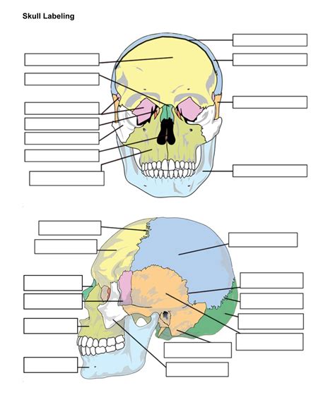 Skull Bones Unlabeled Anatomy And Physiology Medical School
