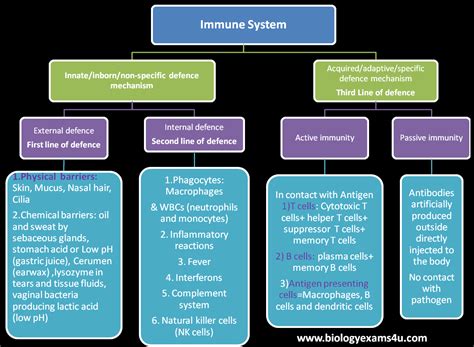 Innate immunity is the body's first line of immunological response and reacts quickly to anything that should not be present. Differences between Innate and Adaptive Immunity (Innate ...