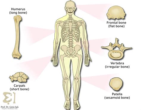 Types Of Bones In The Human Body According To Several Classifications Prof Dr Çetin Işık