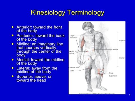 Basic Principles Of Kinesiology