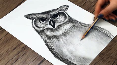 Easy Owl Pencil Drawings