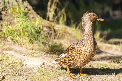 Brown Duck Is Walking Stock Image Image Of Freedom 63713985