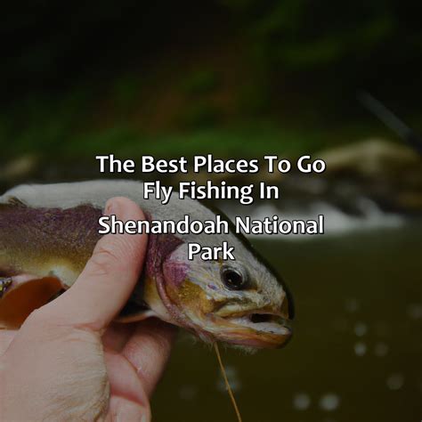 Fly Fishing In Shenandoah National Park A Detailed Guide Angling Insight