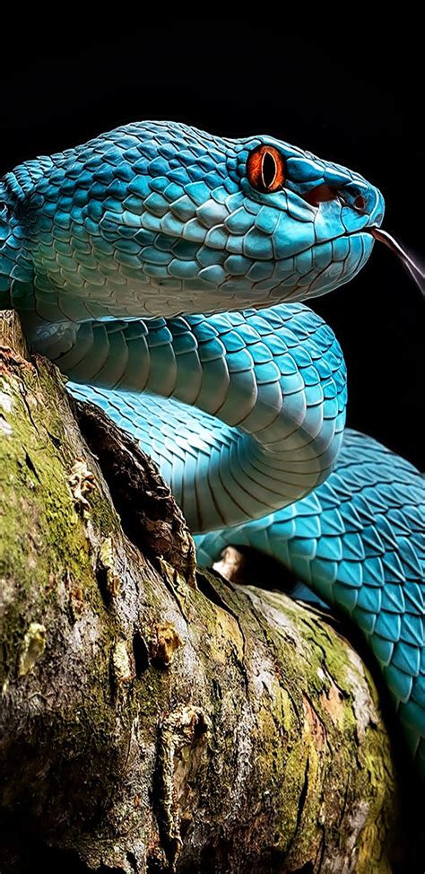 Details More Than 75 Blue Snake Wallpaper Incdgdbentre