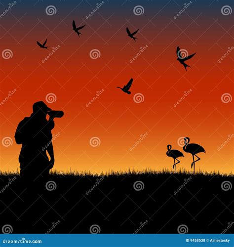Birdwatching Ilustrações Vetores E Clipart De Stock 4405 Stock