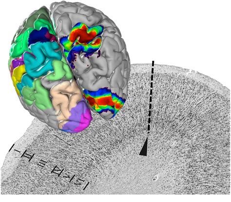 Mapping At Multiple Scales The Most Detailed Atlas Of The Human Brain