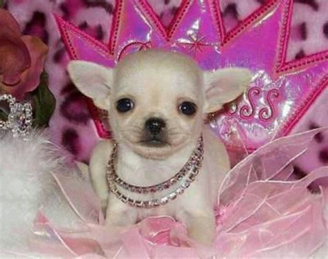 Pretty In Pink Chihuahua Miniature Teacup Chihuahua Chihuahua Love
