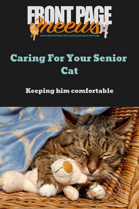 Caring For Your Senior Cat Senior Cat Senior Cat Care Cats