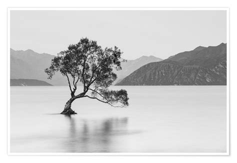Lone Tree Black And White Posters And Prints