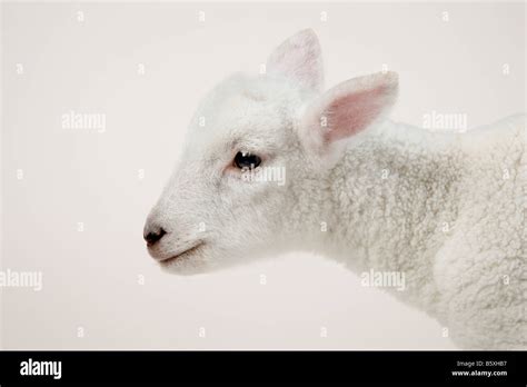 Lamb Head On White Stock Photo Alamy