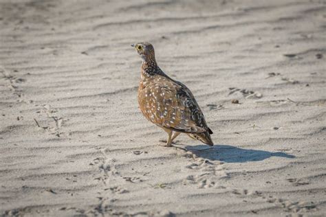 Sand Grouse Bird Stock Photo Image Of Speckled Brown 13853846