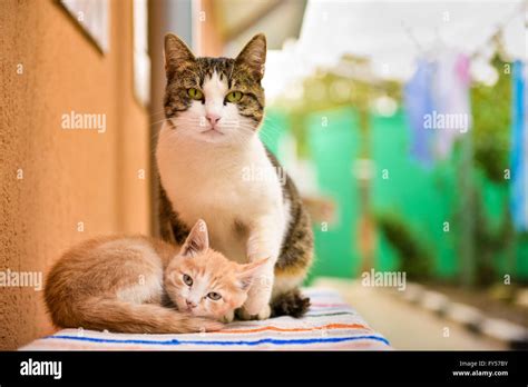 Two Cute Cats Sitting Next To Wall Stock Photo Alamy