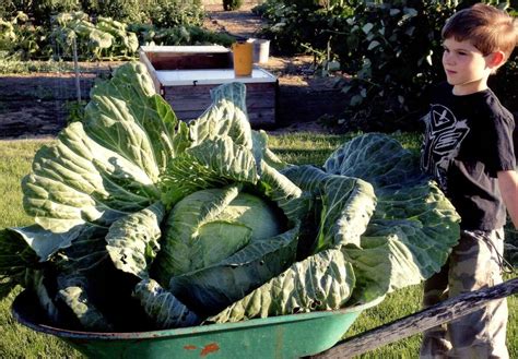 Giant Cabbage Growing Competition Introduces Kids To Gardening And