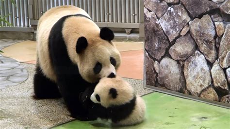 Panda Mama Bring Her Baby パンダ優浜と良浜 アドベンチャーワールド Youtube