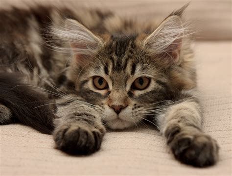 Some maine coons have been known to live beyond that, with a few reaching up to 15. 10 Things to Watch out for with Your Maine Coon Cat ...