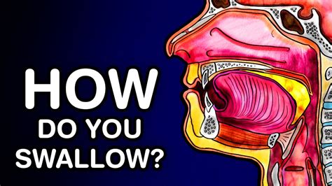 Swallowing Or Deglutition Anatomy And Physiology Youtube