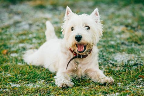 Funny Westie Stock Photos Pictures And Royalty Free Images Istock