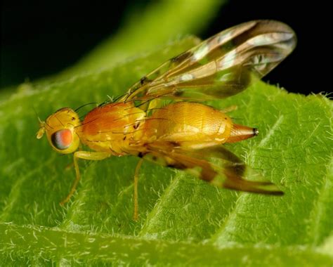 Fruit Fly How To Treat Against It To Protect Your Fruit Harvest