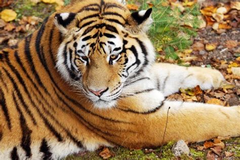 Amur Tiger In Natural Habitat Stock Image Image Of White Jungle
