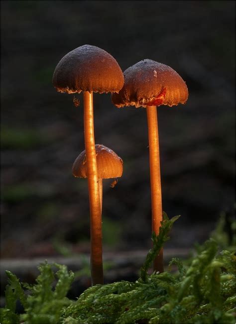Magic Fungi Mushrooms In Sunset Pilze Foto Bilder Fotos