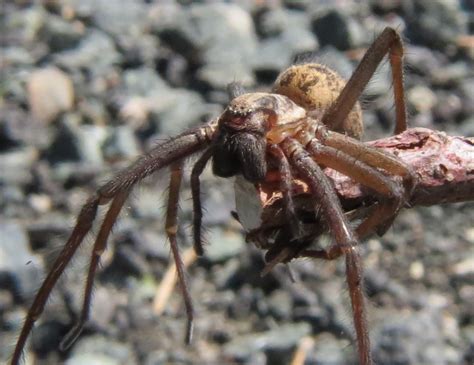 Doctor octopus recruits another villain for the sinister war. Giant House Spider, Pacific Northwest | Gohiking