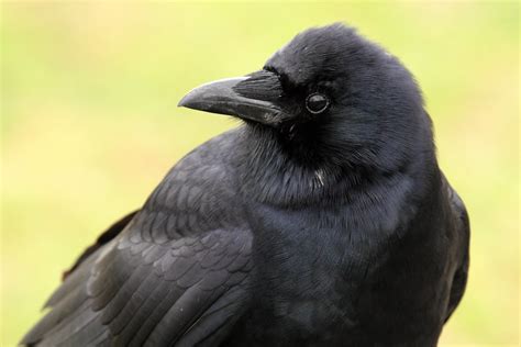 American Crow Closeup American Crow Corvus Brachyrhynchos Flickr