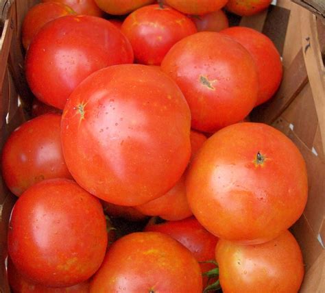Tomato Solanum Lycopersicum Mountain Merit In The Tomatoes Database