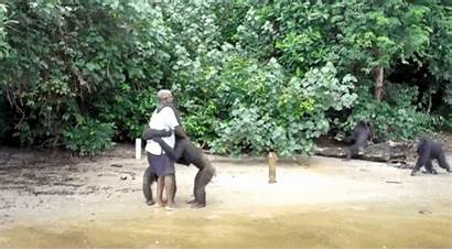 Chimpanzee Chimps Abused Humans Animated Ability Remarkable