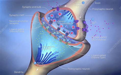 Nerve Synapse Illustration Stock Image F0250856 Science Photo