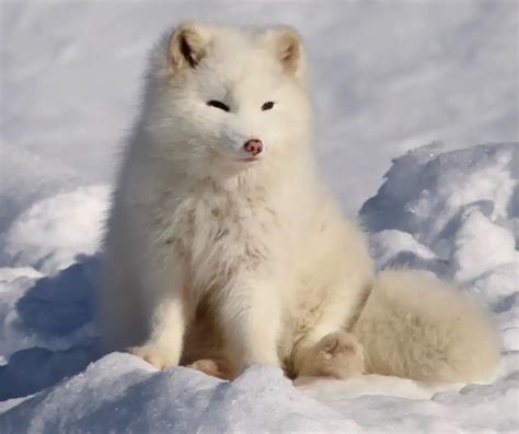 Arctic Fox Facts For Kids Konnecthq