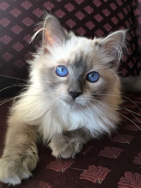 A Cat With Blue Eyes Sitting On A Couch