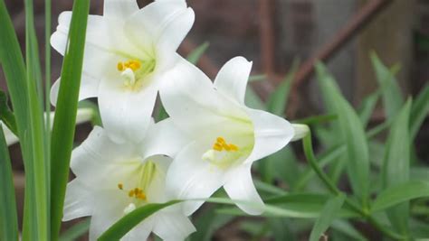 Easter Lillies Stock Footage Video Shutterstock