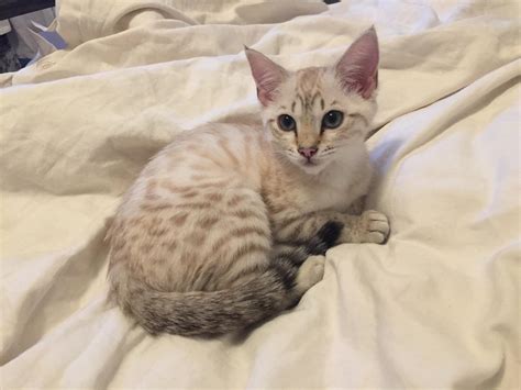 Name This Kitten Female Snow Bengal Rbengalcats