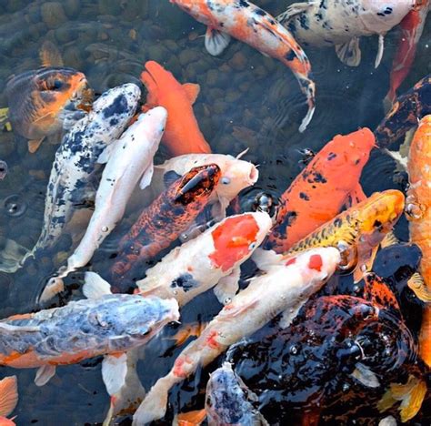 Koi Fish Species And Living Conditions Guides By The Aqua Guru