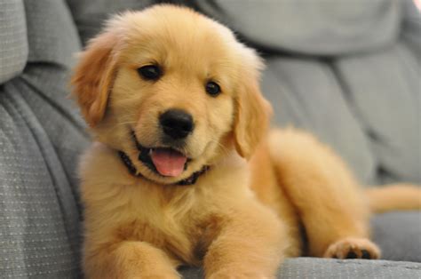 Cutest Golden Retriever Baby Pic Cachorro Golden Retriever Perros Y